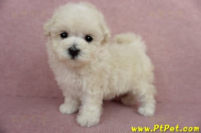 03/31奶油色馬爾泰迪母幼犬2號(屏東市)9