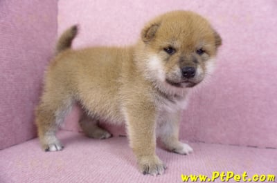 12/10赤色柴犬公幼犬3