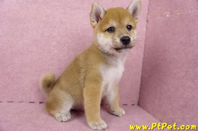 06/09赤色柴犬公幼犬1號(桃園)6