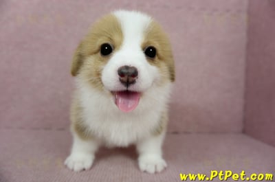 02/09雙色柯基犬母幼犬1號(台南安定)3