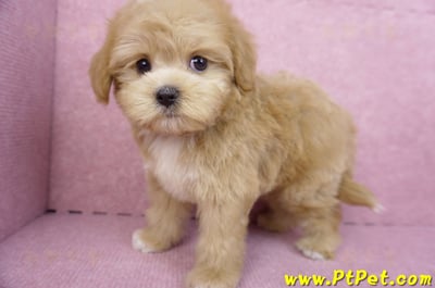 06/18馬爾泰迪公幼犬(桃園市)10