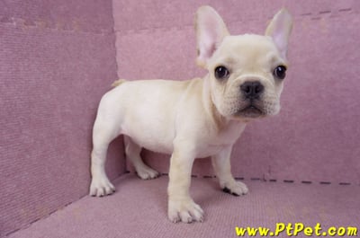 07/25奶油色法國鬥牛母幼犬2號(桃園楊梅)7