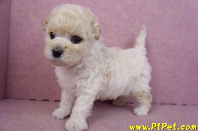 01/01泰迪比熊母幼犬8