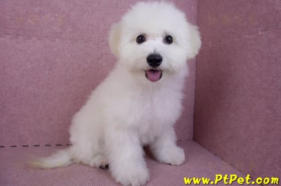 07/22比熊犬公幼犬(屏東市)1