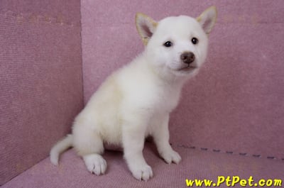 06/14白色柴犬公幼犬(台中北區)5