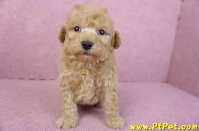 12/06玩具型奶油貴賓公幼犬(高雄左營)2