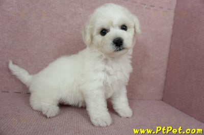 12/01比熊犬母幼犬1號（台北中山）4