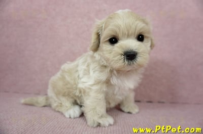 01/15奶油色馬爾泰迪 I 公幼犬(高雄大寮)7