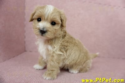 03/21奶油色馬爾泰迪公幼犬(桃園蘆竹)6