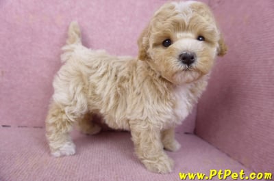 02/18泰迪比熊母幼犬3號(屏東市)8