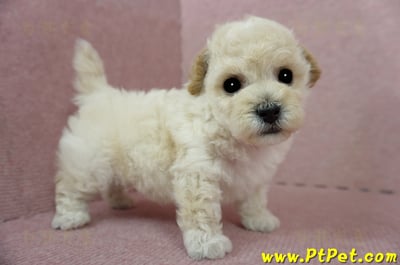 03/12泰迪比熊公幼犬4號(桃園市)7