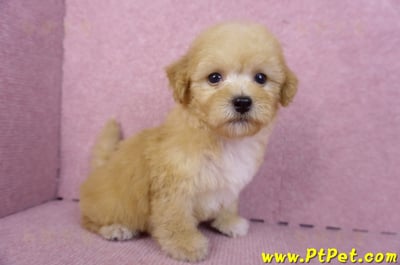 08/12泰迪比熊母幼犬(高雄鼓山)4