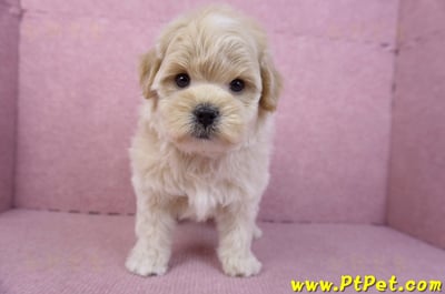 11/23馬爾泰迪公幼犬2號2