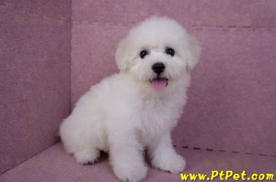 07/22比熊犬母幼犬(桃園中壢)3