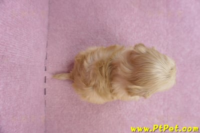 12/10馬爾泰迪公幼犬4號7