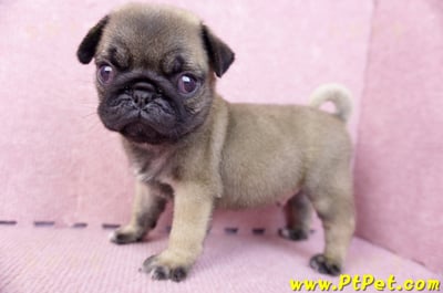 07/09巴哥公幼犬3號(新竹東區)7