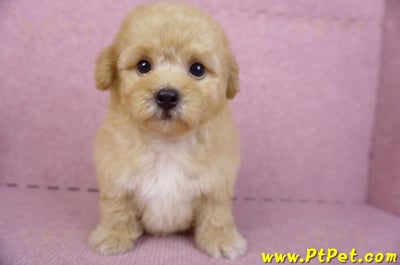 08/12泰迪比熊母幼犬1號(花蓮市)1