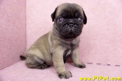 06/23巴哥公幼犬(新竹竹東)5