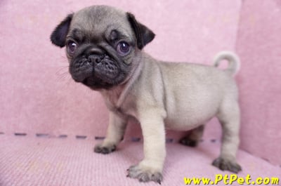 07/09巴哥公幼犬1號(新竹東區)9