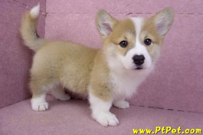 11/30雙色柯基犬母幼犬(屏東萬巒)7