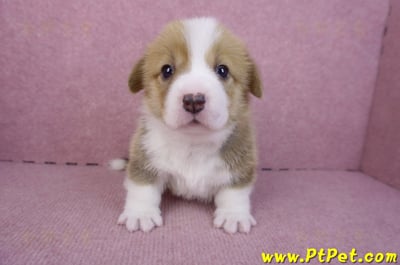 12/15雙色柯基犬母幼犬2