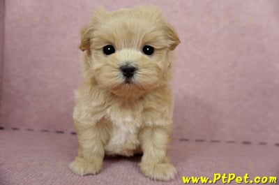 04/23奶油色馬爾泰迪公幼犬(屏東東港)2