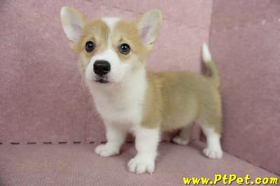 04/13雙色柯基犬母幼犬(高雄橋頭)5