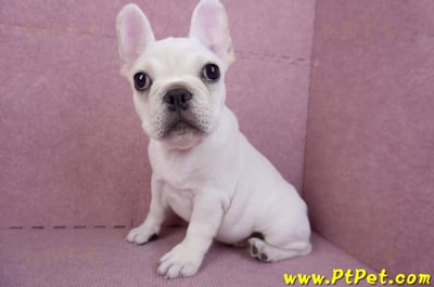 07/25奶油色法國鬥牛母幼犬(ASHTON, MD, USA)8