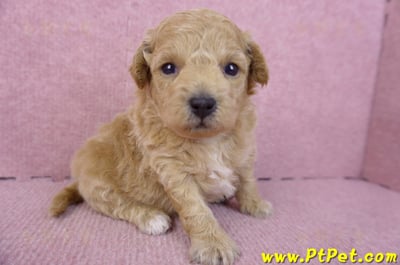 01/20泰迪比熊母幼犬4