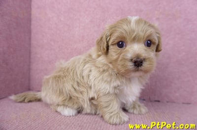 01/11馬爾泰迪公幼犬1號3