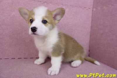 10/13雙色柯基犬母幼犬1號(台北大安)9