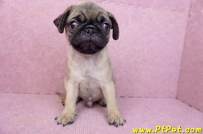 07/09巴哥公幼犬(台北文山)2