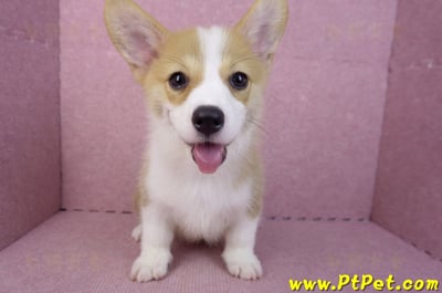 05/27雙色柯基犬公幼犬(台中西屯)5