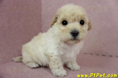 03/12泰迪比熊公幼犬2號(新竹香山)5