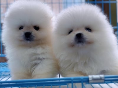 松鼠博美犬介紹4