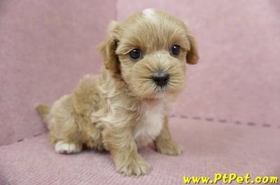 05/05奶油色馬爾泰迪公幼犬5號(屏東麟洛)5