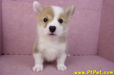 10/13雙色柯基犬公幼犬2號(台中南屯)4