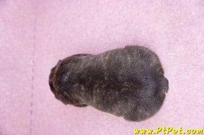 03/21虎斑色法國鬥牛公幼犬10