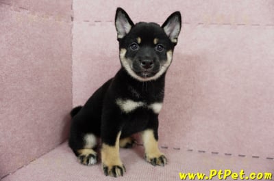 05/14黑色柴犬母幼犬4號(高雄楠梓)4