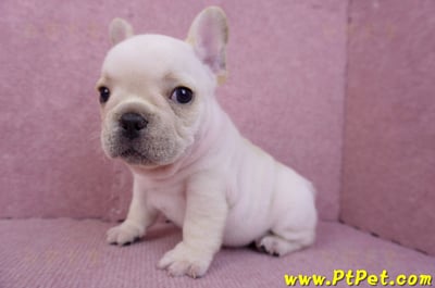 07/25奶油色法國鬥牛公幼犬(台北士林)8