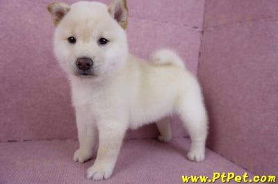 11/19白色柴犬公幼犬(高雄鳳山)7