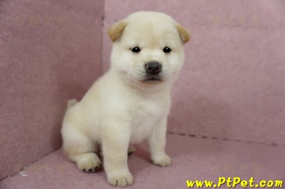 04/26白色柴犬公幼犬(屏東內埔)6