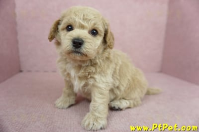 11/08泰迪比熊公幼犬2號(新北淡水)8