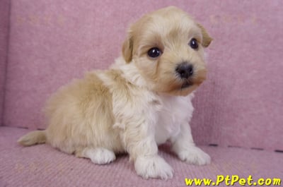 12/10馬爾泰迪公幼犬3號2