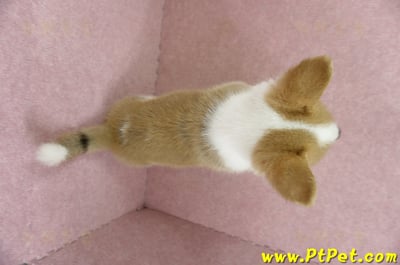 04/13雙色柯基犬公幼犬2號(桃園中壢)12