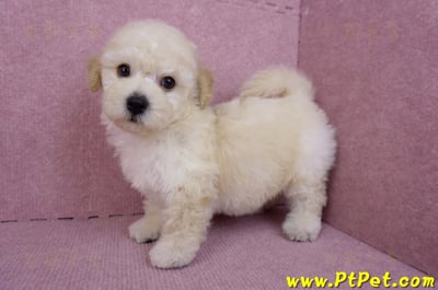 09/12泰迪比熊母幼犬2號(高雄)9