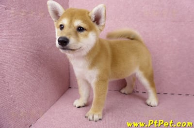 06/04赤色柴犬母幼犬(高雄路竹)8