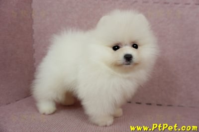 03/14迷你型松鼠白博美公幼犬1號(台北信義)6