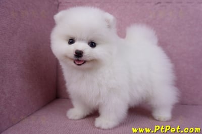 11/10松鼠白博美母幼犬(屏東內埔)9