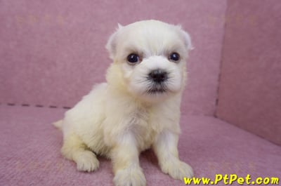 03/20馬爾濟斯母幼犬1號3